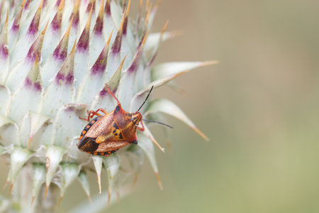 A vibrant beetle with striking patterns sits atop a thistle plant, showing the beauty of nature in a tranquil outdoor environment under bright daylight.の写真素材