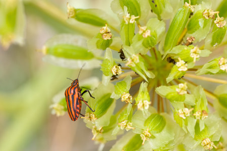 An insect with striking orange and black stripes is seen on a delicate green flower. The scene captures the beauty of nature, showing the insect among blooming buds.の写真素材