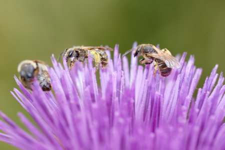 Bees gather pollen from bright purple thistle flowers in a lush meadow, showing the important process of pollination during a warm late spring day. The flowers bloom beautifully under sunlight.の写真素材