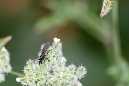A black insect is seen resting on a delicate white flower surrounded by lush green foliage, capturing the beauty of nature during daylight hours.の写真素材
