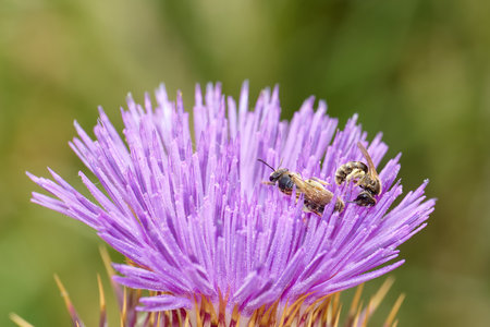 Two bees busily collect nectar from a striking purple flower while surrounded by lush greenery under...