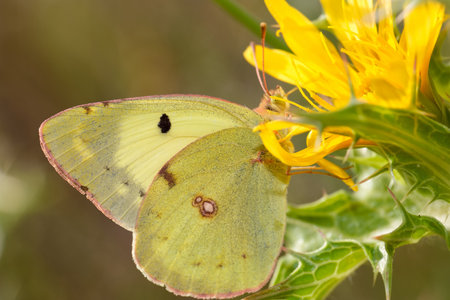 A beautiful yellow butterfly rests on a vivid flower, sipping nectar in a sunny garden. The delicate wings display intricate patterns, showcasing nature's beauty.の写真素材