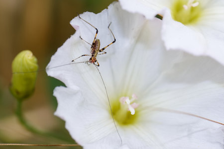 An insect with long antennae and slender body rests on the petals of a vibrant white flower. Bright sunlight illuminates the floral environment, reflecting nature's beauty.の写真素材