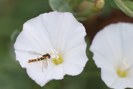 A yellow and black insect is collecting nectar from a white flower in a garden. This close up shot captures nature's beauty and the importance of pollinators in spring.の写真素材