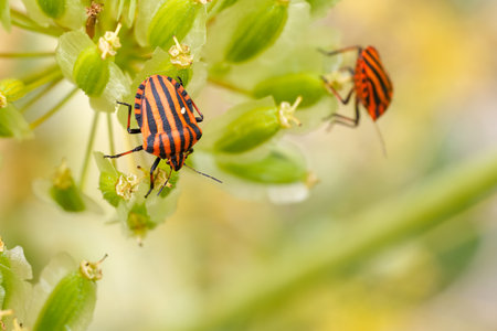 Two brightly striped insects are seen actively feeding on delicate green flowers. The garden setting is filled with vibrant colors, indicative of a living ecosystem.の写真素材