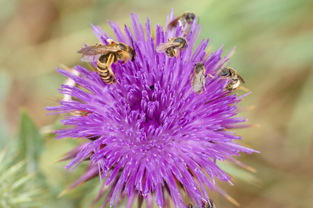 A group of bees busy collecting nectar from bright purple thistle flowers in a lush green meadow under clear skies. The scene captures the essence of springtime pollination.の写真素材
