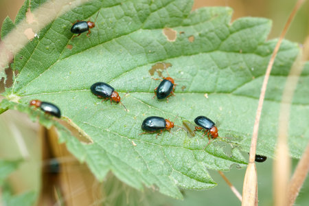 Several small black and red insects are observed feeding on a green leaf in a natural setting. The sunlight highlights their shiny bodies as they move along the leaf surface.の写真素材