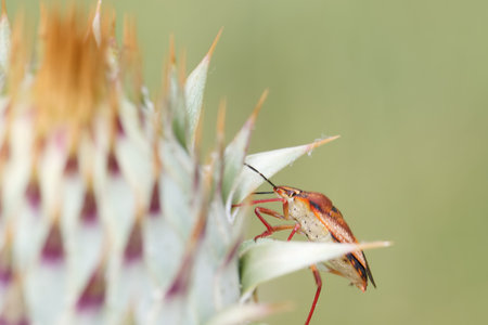 A colorful insect is perched on the pointed leaves of a plant under natural light, showing intricate details and textures among green and purple hues against a blurred background.の写真素材