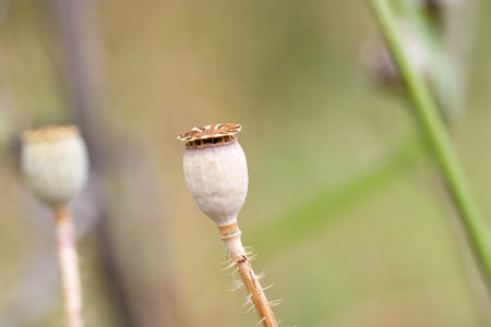 A close view of a poppy seed pod reveals intricate textures and natural colors. The background features blurred greenery, creating a peaceful garden atmosphere in daytime.の写真素材