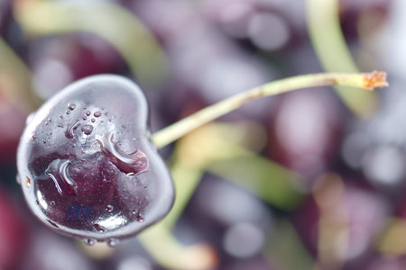 A single cherry is highlighted with droplets of water, showing its glossy skin and green stem. It...