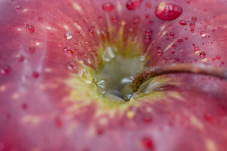A fresh apple displays rich hues of red and green, illuminated by water droplets clinging to its surface, highlighting its freshness and natural beauty.の写真素材
