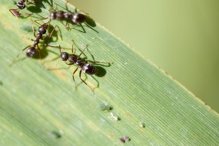 Small black ants are actively moving across a green leaf, foraging and exploring their surroundings in a vibrant natural setting under daylight.の写真素材
