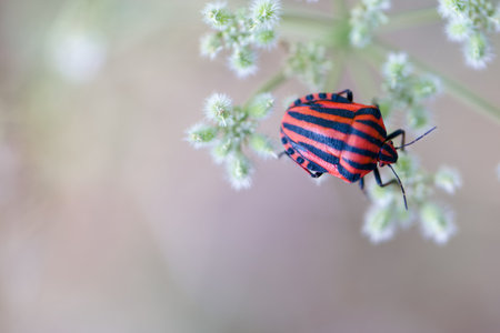 A vibrant striped beetle with red and black markings is perched on tiny white flowers. The scene...
