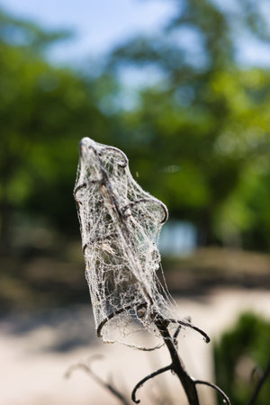 A spider web intricately covers a twig, capturing sunlight and moisture droplets, surrounded by lush...