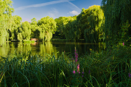 A quiet park features lush willow trees surrounding calm water, creating a mirror effect with the...