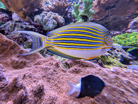 A brightly colored striped fish glides through the clear water, surrounded by various corals and...