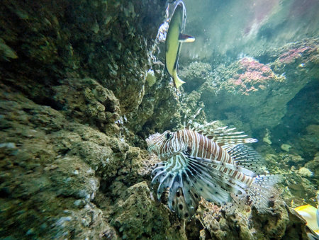 Bright lionfish display their striking patterns as they navigate rocky underwater terrain. Nearby, other fish species swim harmoniously in the bustling marine habitat.の写真素材