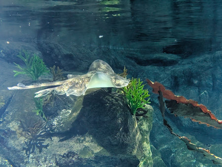 A stingray moves smoothly across the rocky ocean floor, surrounded by lush green aquatic vegetation....
