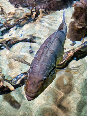 A fish glides smoothly through a clear aquarium, surrounded by natural wooden decor. The water is calm, allowing for clear visibility of the fish's unique features.の写真素材