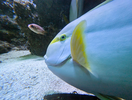 Underwater view presents a close encounter with a vibrant fish exhibiting bright blue and yellow hues, accompanied by a smaller fish near rocky formations.の写真素材