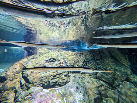 A variety of long, slender fish swim through clear water, showing their unique shapes and colors. The natural rock formations below enhance the aquatic environment.の写真素材