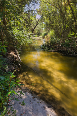 A tranquil river gently flows through a vibrant landscape filled with trees and foliage under a midday sun. The sandy bank reveals the untouched beauty of nature.の写真素材