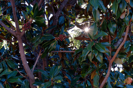 Sunlight filters through the lush green leaves of a magnolia tree, creating a beautiful interplay of...