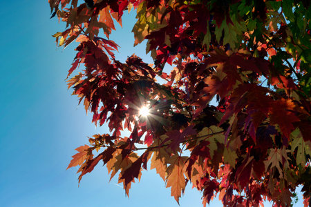 Bright red and yellow leaves adorn the branches of a tree, glowing as sunlight filters through them...