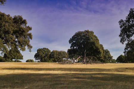 A bright, sunny day shows green trees standing among golden grass in an open field. Fallen branches are scattered, adding character to this peaceful outdoor setting.の写真素材