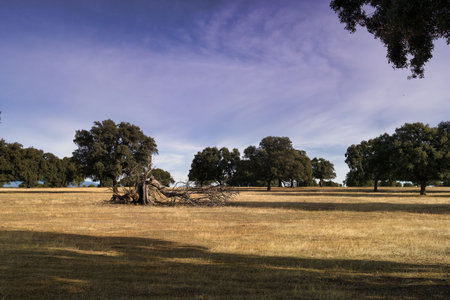 A scenic view showcases a golden meadow dotted with sturdy oak trees. An old tree lies on the ground, adding character to this tranquil landscape, bathed in warm light.の写真素材