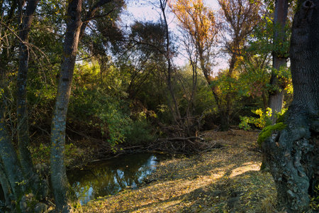 Golden sunlight streams through the colorful fall foliage, illuminating a calm stream surrounded by lush trees. Leaves gently cover the ground in this tranquil forest area.の写真素材
