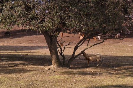 A goat is nibbling leaves from a low hanging branch of a tree in a sunny pasture. Other goats are spread out in the area, enjoying the warm day.の写真素材