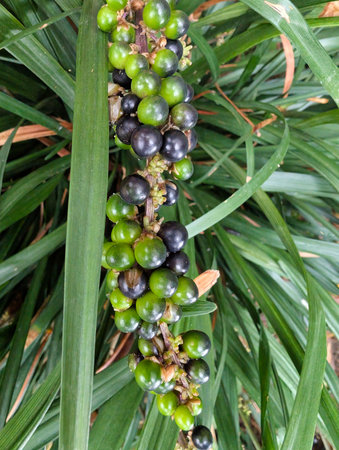 Clusters of green and black berries hang from a tropical plant amidst vibrant green foliage, showcasing the beauty of nature in a garden environment.の写真素材