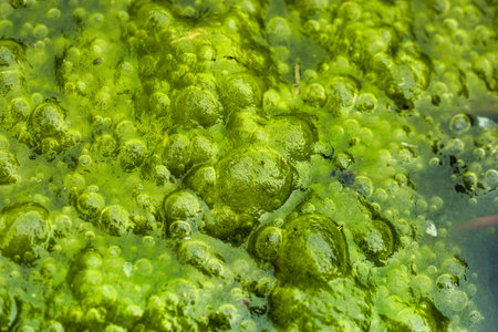 Lush green algae cover the surface of a freshwater pond. Bubbles form within the algae, reflecting light on a sunny day. The scene showcases the ecosystem's beauty.の写真素材
