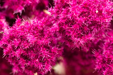 Bright magenta flowers feature intricately fuzzy textures, creating a striking visual contrast in a garden during daylight. The scene showcases nature's beauty and detail.の写真素材