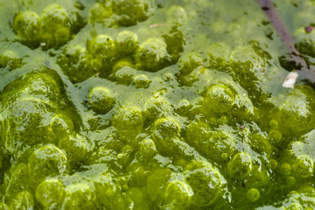 Close examination reveals vibrant green algae with a bubbly texture forming on the surface of water....