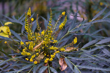 A vibrant yellow flowering plant stands out against lush green leaves in a serene garden setting. This scene captures the natural beauty of blooming flowers in autumn.の写真素材