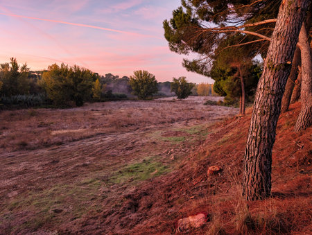 A serene valley is illuminated by soft sunrise colors. Tall grasses cover the ground, while trees stand nearby, enhancing the tranquil scene in the early morning hours.の写真素材