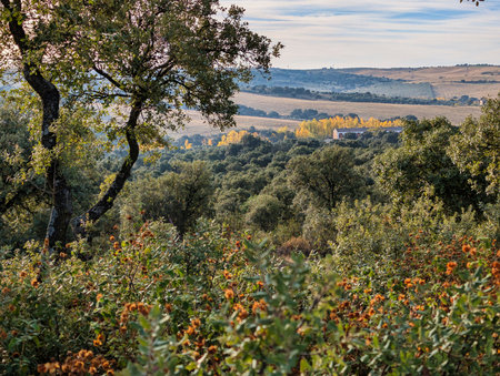 In a serene rural setting, vibrant autumn colors highlight the trees and hills as the sun sets. The landscape showcases a blend of lush greenery and warm hues, creating a tranquil scene.の写真素材