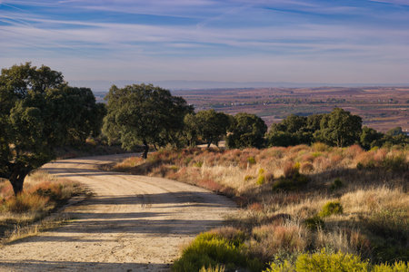A peaceful dirt road stretches through lush green trees and golden grasses under a bright blue sky. Distant hills create a beautiful backdrop in this serene landscape at midday.の写真素材