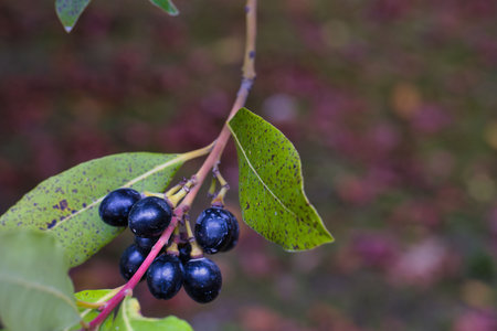 Dark black berries hang from a branch surrounded by vibrant green leaves, showing nature's beauty in a peaceful environment during the autumn season.の写真素材