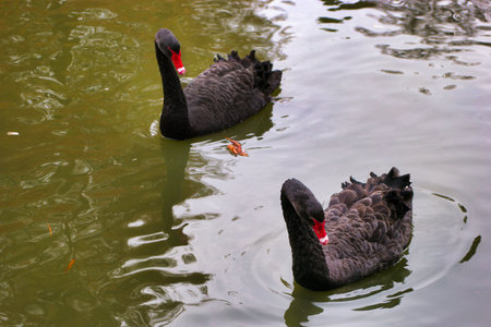 Two black swans swim peacefully on a tranquil lake, surrounded by gentle ripples in the water. The scene showcases a quiet moment in nature.の写真素材