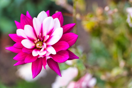 A stunning flower with bright purple and white petals stands out in a lush garden. This colorful bloom adds beauty to the vibrant spring scenery with its intricate design.の写真素材