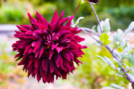 A striking purple dahlia flower stands out against a backdrop of green foliage. The bloom showcases intricately layers of petals, creating a stunning visual.の写真素材