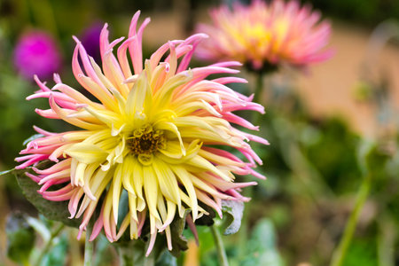 A bright dahlia flower showcases its striking pink and yellow petals in a lively garden. The surrounding greenery adds to the colorful scene under clear blue skies.の写真素材