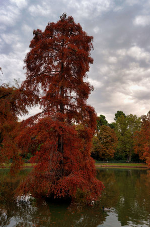 A tall tree with vibrant red leaves stands by a calm lake. Clouds fill the sky, and the reflections create a picturesque autumn scene during sunset.の写真素材