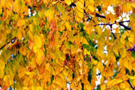 The scene captures an assortment of yellow and green leaves hanging from tree branches in a tranquil...