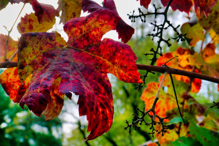 Bright red and yellow leaves hang from a branch, showing the beauty of autumn. Sunlight filters...