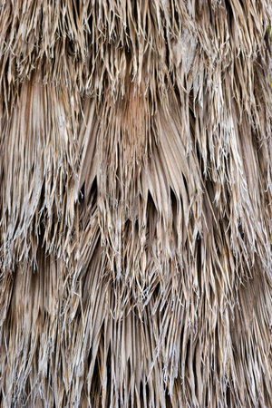 The close up view showcases the detailed texture of dried grass. The strands create layers and patterns, revealing a neutral color palette. This image highlights nature's artistry.の写真素材