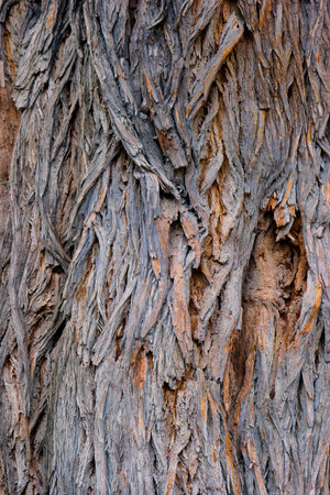 A detailed close up view of tree bark reveals its intricately designed patterns and textures. The natural colors create a beautiful scene in a tranquil forest, highlighting nature's artistry.の写真素材